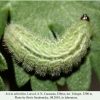 aricia teberdina tcheget larva l4 1